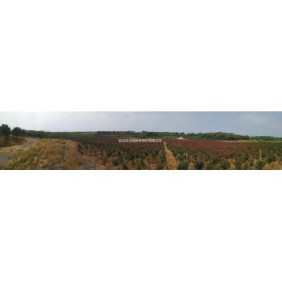 武漢豐沃園園林綠化有限公司苗圃提供胸徑4-12cm櫻花