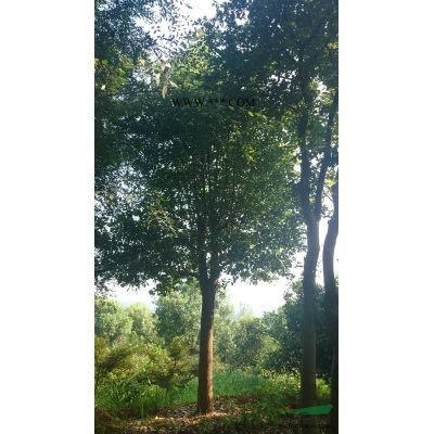 20公分楓香出售批發 大量批發20公分楓香樹 大楓香樹