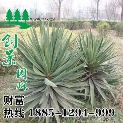 常年優質錦熟黃楊、沭陽苗圃基地直銷、價格低