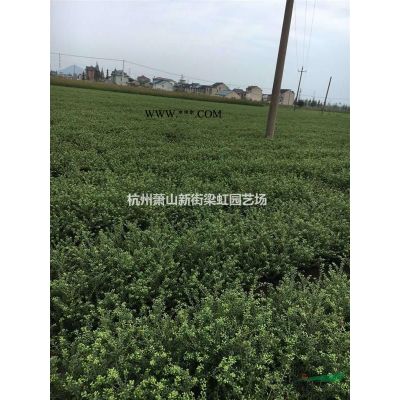 紅葉石楠，紅葉石楠球，2020年紅葉石楠球價(jià)格