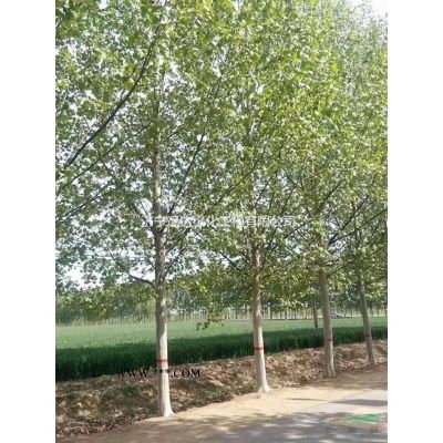 法桐（原生冠法桐）（精品法桐）（戴帽法桐）（截桿發(fā)帽法桐）