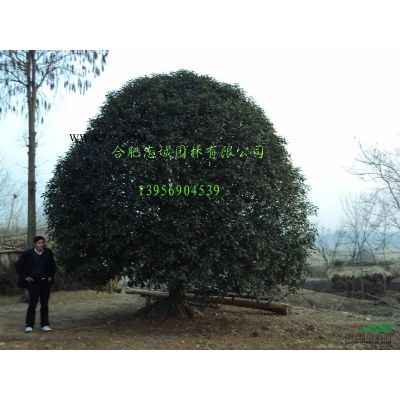 安徽大量出售精品紅葉李，6公分紅葉李，8公分紅葉李