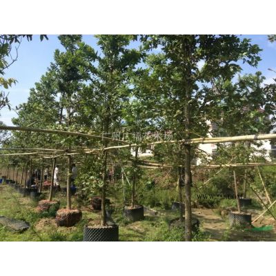 本場經營景觀樹，大規格綠化樹，工程各種苗木等
