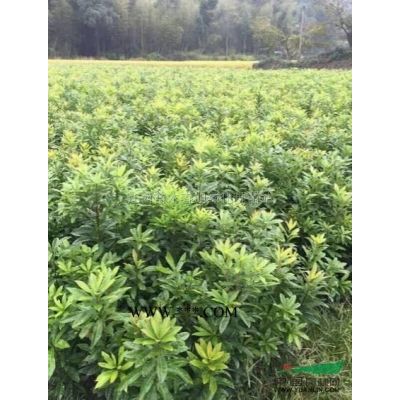 廣玉蘭*新價格/廣玉蘭報價 江西廣玉蘭 九江廣玉蘭