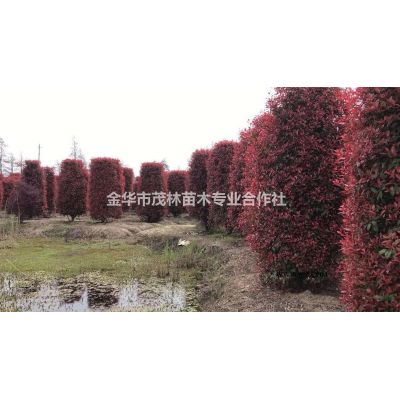 金華茂林大量供應柳葉櫟1到25公分