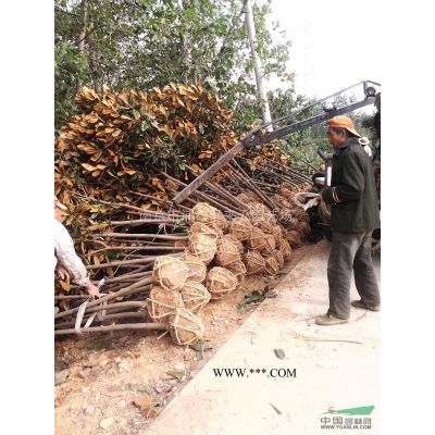 湯泉泉西廣玉蘭價格，廣玉蘭貨源充足質(zhì)優(yōu)價廉