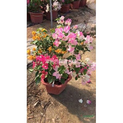 潮州紅三角梅報價 潮州紅三角梅價格 三角梅批發