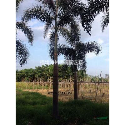 福建漳州酒瓶椰子病蟲(chóng)害防治