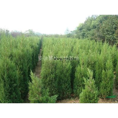 蜀檜龍柏大葉女貞廣玉蘭桂花