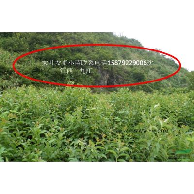 雞爪槭供應，雞爪槭報價，九江雞爪槭小苗