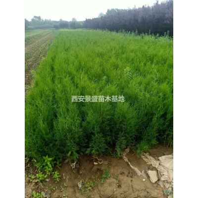 陜西紅葉李批發