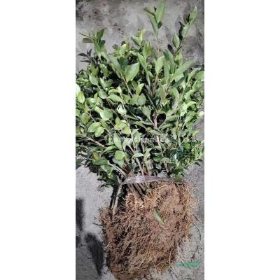 鳶尾蘭花鳶尾水生鳶尾西伯利亞鳶尾路易斯安娜鳶尾