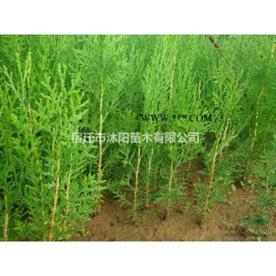 美人梅價格_美人梅圖片_美人梅產(chǎn)地_美人梅綠化苗木苗圃基地