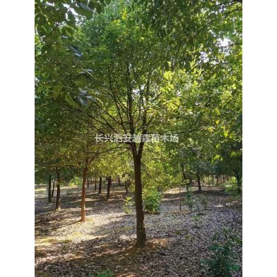 浙江紅梅 15-25公分湖州紅梅批發/供應