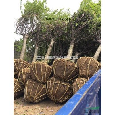 供應(yīng)廣玉蘭，紫白黃玉蘭，紅葉李，銀杏 紫穗槐、連翹，小葉女貞