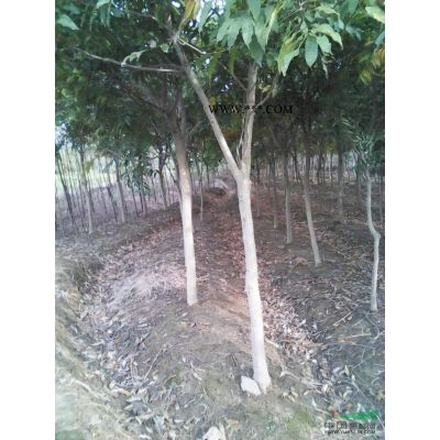 竹柏*新價格/竹柏報價