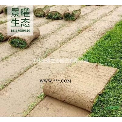 廣玉蘭產地在哪里/哪里便宜/江蘇景曜生態基地直銷批發價格圖片