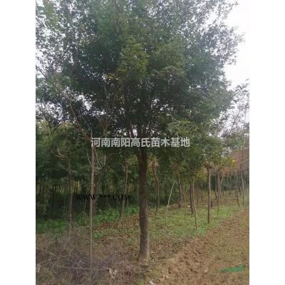 河南[產品]/河南廣玉蘭 南陽廣玉蘭基地 2021年廣玉蘭價格/報價