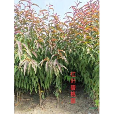 2019年河南南天竹 許昌南天竺新報價