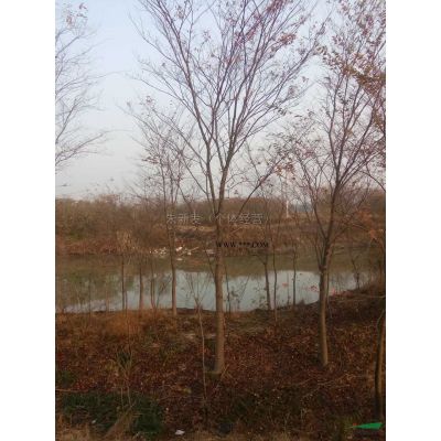 廣玉蘭1報價/安徽廣玉蘭1報價