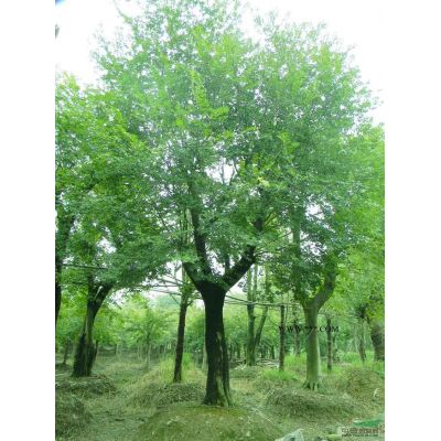 廣玉蘭 南京廣玉蘭介紹 南京廣玉蘭基地 南京廣玉蘭價格