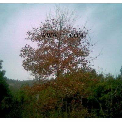 供應(yīng)10-25公分廣玉蘭（產(chǎn)地合肥）