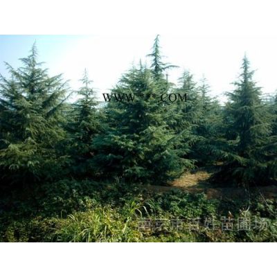 湖北廣玉蘭價格，15公分廣玉蘭價格