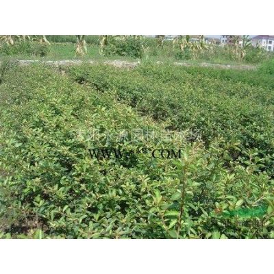 大批量供應廣玉蘭、白玉蘭，紫玉蘭、黃玉蘭