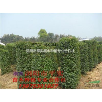 工程苗木 廣玉蘭 10公分廣玉蘭參考價(jià)220元