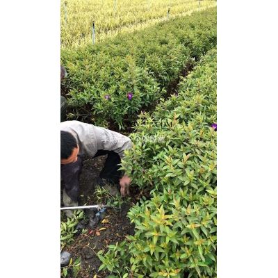 18到20公分廣玉蘭常年發(fā)往貴州六盤水，廣玉蘭基地