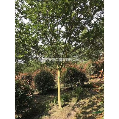 成都基地批發廣玉蘭荷花玉蘭10公分15公分價格便宜