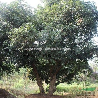 造型樹，紅葉石楠球，大紫薇，廣玉蘭、紅葉李，國槐，海桐球，桂花，紅梅，叢生紫薇供應/造型樹，紅葉石楠球，大紫薇，廣玉蘭、紅葉李，國槐，海桐球，桂花，紅梅，叢生紫薇圖片