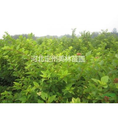 紫玉蘭白玉蘭廣玉蘭與二喬玉蘭的區別及價格