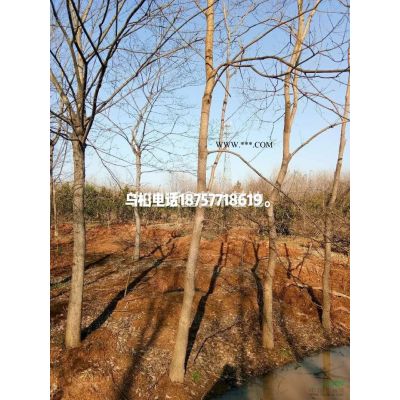 供應廣玉蘭，15~20公分