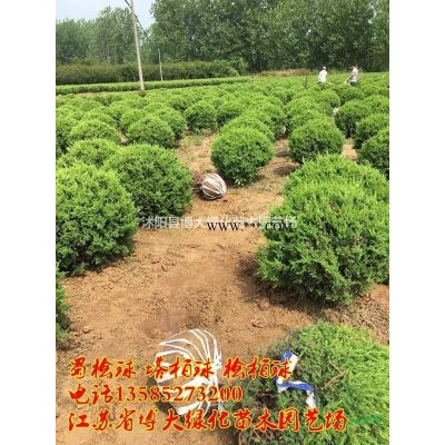 供應(yīng)塔柏苗 高度30-50公分塔柏苗 基地直銷 量大價低