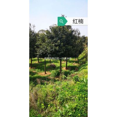 優質特價花梨木 浙江花梨木農戶產地直銷 浙江紅豆樹