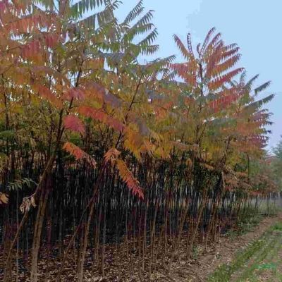 12公分金葉槐 金葉槐基地 保定金葉槐嫁接技術