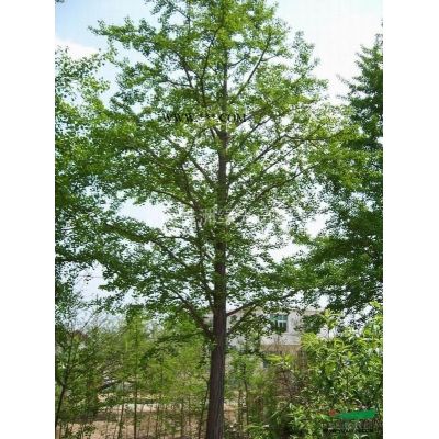 湖南銀杏，廣玉蘭、香樟基地