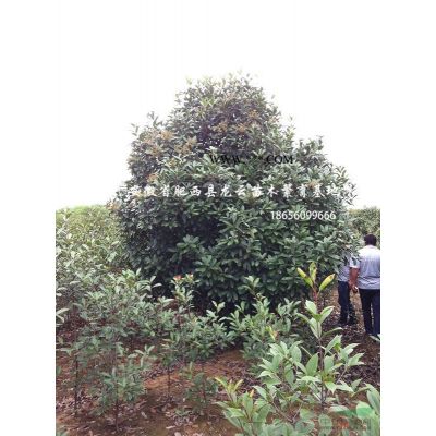 安徽精品紅葉李-肥西紅葉李基地-低分枝紅葉李10-18公分