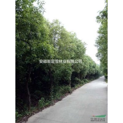 安慶太湖縣出售精品香樟，精品桂花，精品優質廣玉蘭，精品馬褂木