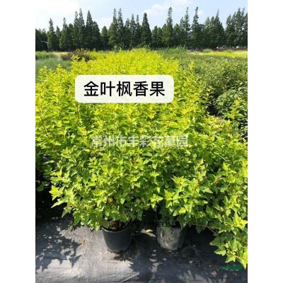 江蘇常州常綠水生鳶尾單價6元/常綠水生鳶尾價格優惠