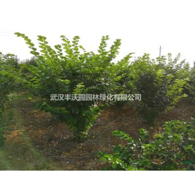 武漢豐沃園園林綠化有限公司苗圃基地提供胸徑7-15cm廣玉蘭
