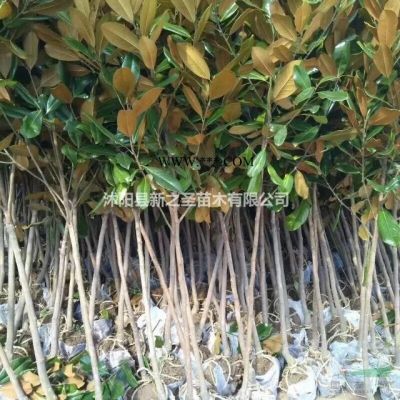 米徑2-20公分廣玉蘭--基地直銷