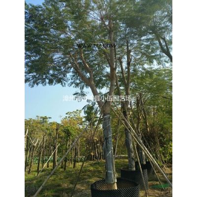 宮粉紫荊假值苗