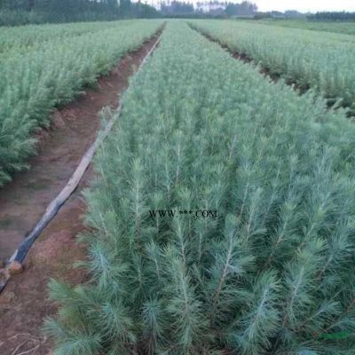 河南駐馬店汝南舍屯供應廣玉蘭，國槐，竹子等