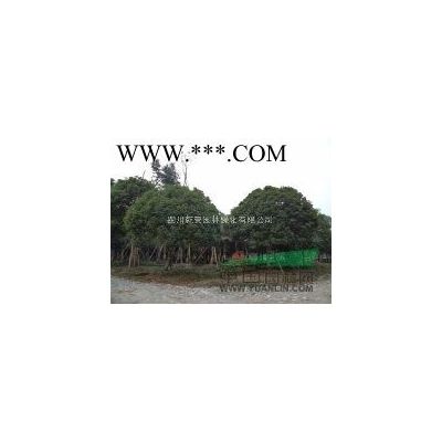 四川乾景園林供應廣玉蘭10-17