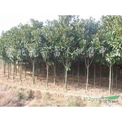 廣玉蘭，（紫，黃，白）玉蘭