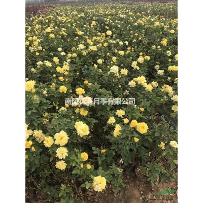 南陽(yáng)地區(qū)供應(yīng)一年生盆栽月季