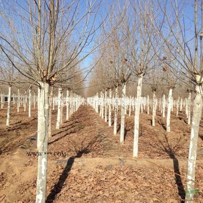 廣玉蘭價格_廣玉蘭圖片_廣玉蘭產(chǎn)地_廣玉蘭綠化苗木苗圃基地