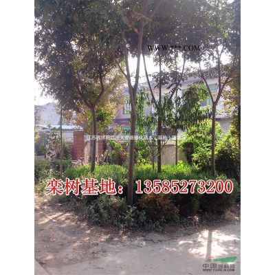 供應(yīng)廣玉蘭3-15公分，廣玉蘭樹價格，廣玉蘭小苗價格